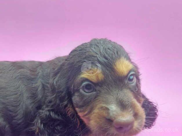 cocker spaniel puppies I have a stunning litter of cocker spaniel puppies ready now for sale in Swadlincote, Derbyshire - Image 1