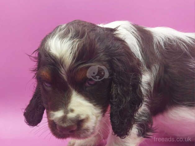 cocker spaniel puppies I have a stunning litter of cocker spaniel puppies ready now for sale in Swadlincote, Derbyshire - Image 2