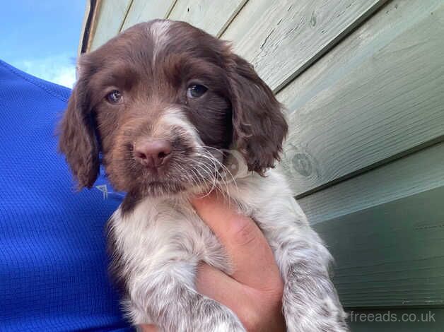 Cocker spaniel puppies for sale in Aylesbury, Buckinghamshire