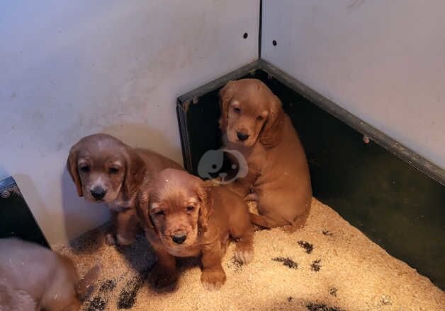 Cocker spaniel puppies for sale in Ayr, South Ayrshire