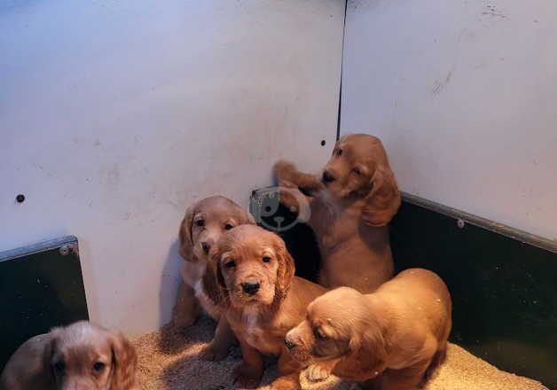 Cocker spaniel puppies for sale in Ayr, South Ayrshire - Image 2