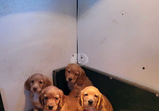 Cocker Spaniel Puppies for sale in South Ayrshire