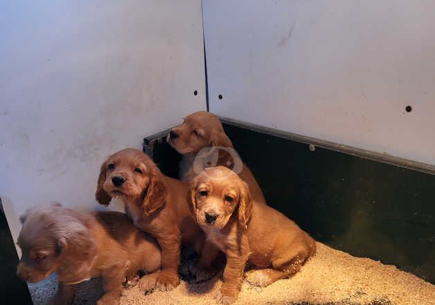 Cocker Spaniel Puppies for sale