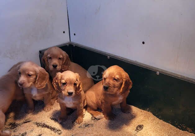 Cocker spaniel puppies for sale in Ayr, South Ayrshire - Image 5