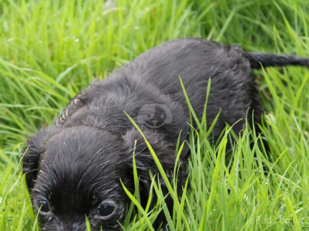 Cocker spaniel puppies for sale in Ballynahinch, Down - Image 1