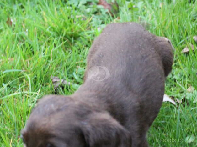 Cocker spaniel puppies for sale in Ballynahinch, Down - Image 2