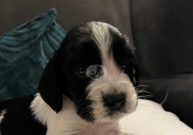 Cocker spaniel puppies for sale in Banbury, Oxfordshire