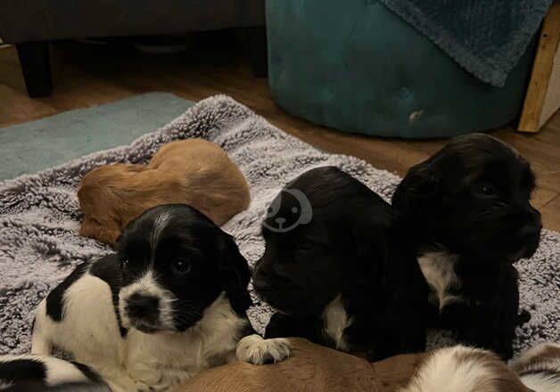 Cocker spaniel puppies for sale in Banbury, Oxfordshire - Image 2