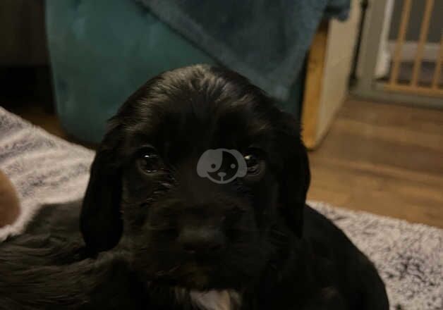 Cocker Spaniel Puppies for sale