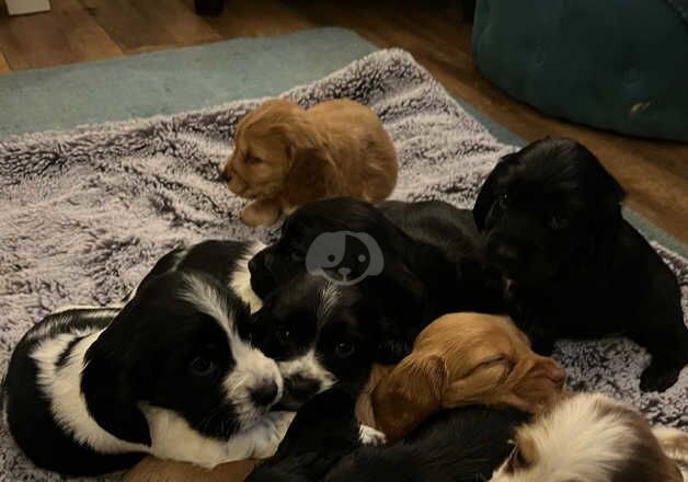 Cocker spaniel puppies for sale in Banbury, Oxfordshire - Image 5