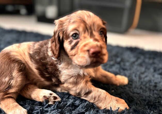 Cocker spaniel puppies for sale in Barnsley, South Yorkshire