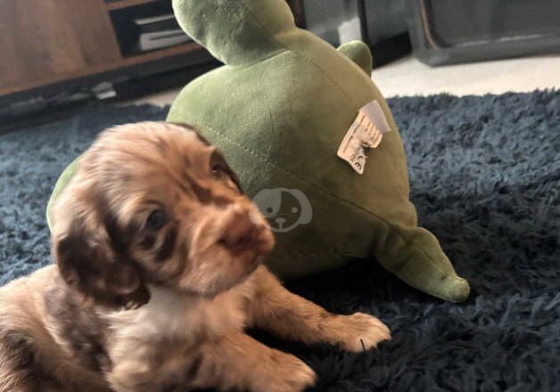 Cocker spaniel puppies for sale in Barnsley, South Yorkshire - Image 2