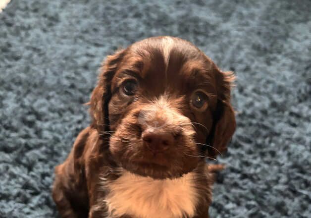 Cocker Spaniel Puppies for sale in South Yorkshire