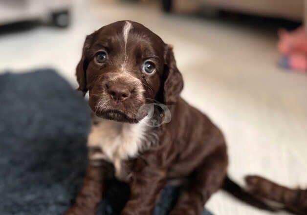 Cocker Spaniel Puppies for sale