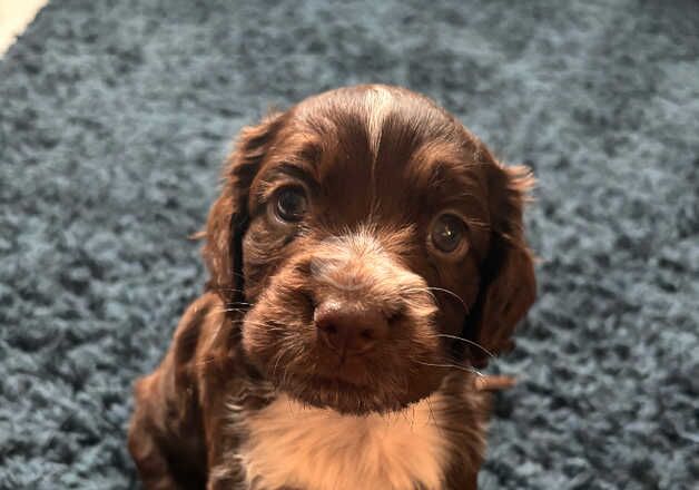 Cocker spaniel puppies for sale in Barnsley, South Yorkshire - Image 5