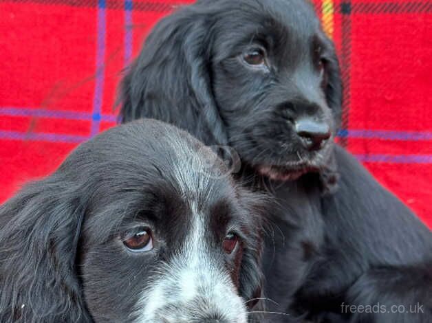 Cocker Spaniel Puppies For Sale Under £1,000