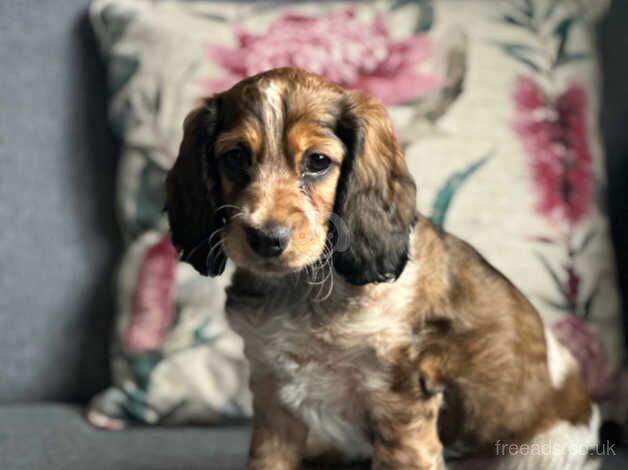 Cocker Spaniel Puppies for sale in Bexley, Bexley, Greater London