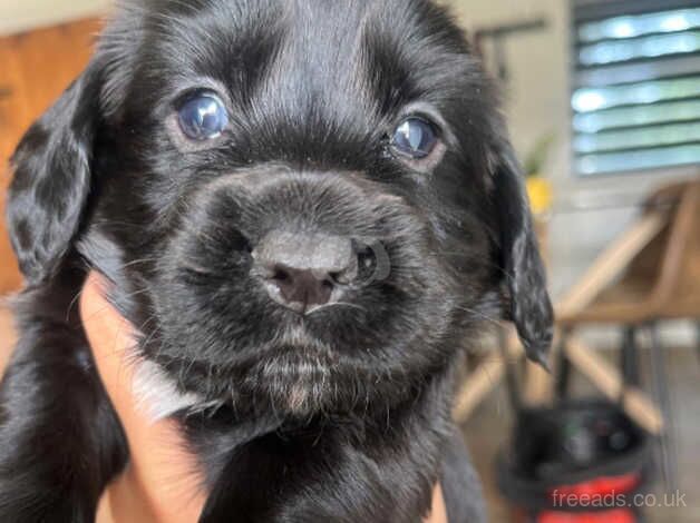 Cocker spaniel puppies for sale in Biggleswade, Bedfordshire - Image 2