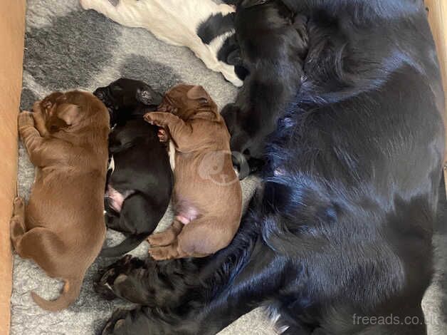 Cocker spaniel puppies for sale in Biggleswade, Bedfordshire - Image 1