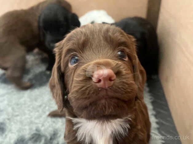 Cocker spaniel puppies for sale in Biggleswade, Bedfordshire - Image 2