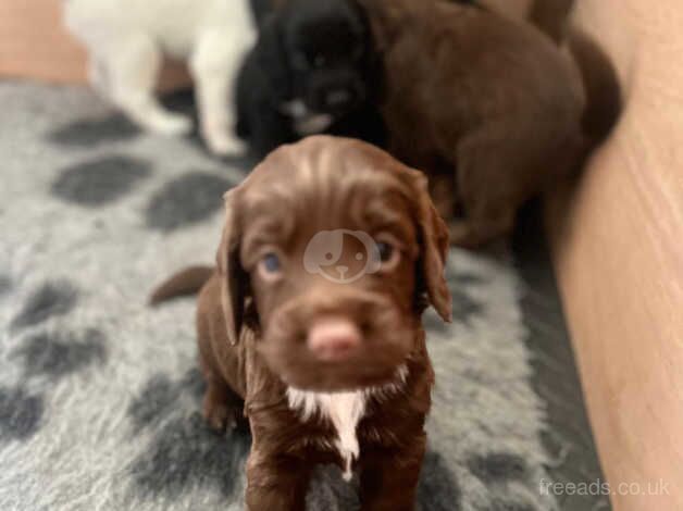 Cocker spaniel puppies for sale in Biggleswade, Bedfordshire - Image 4