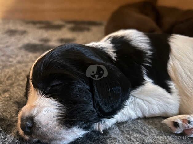 Cocker spaniel puppies for sale in Biggleswade, Bedfordshire - Image 5