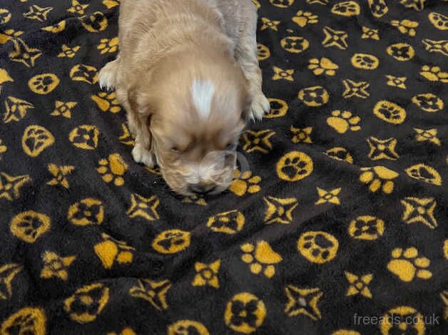 cocker spaniel puppies for sale in Birmingham, Worcestershire - Image 1