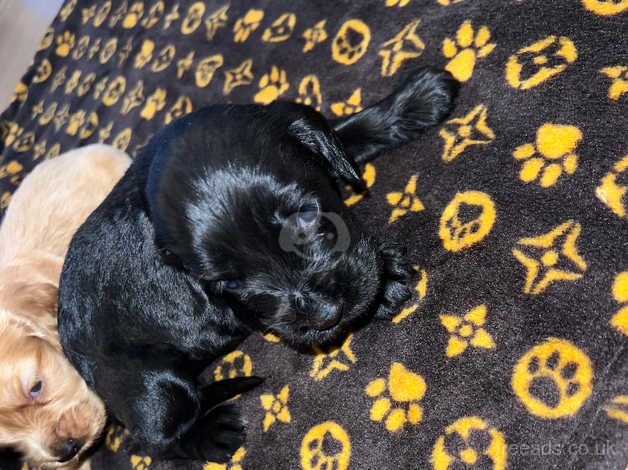 cocker spaniel puppies for sale in Birmingham, Worcestershire - Image 2