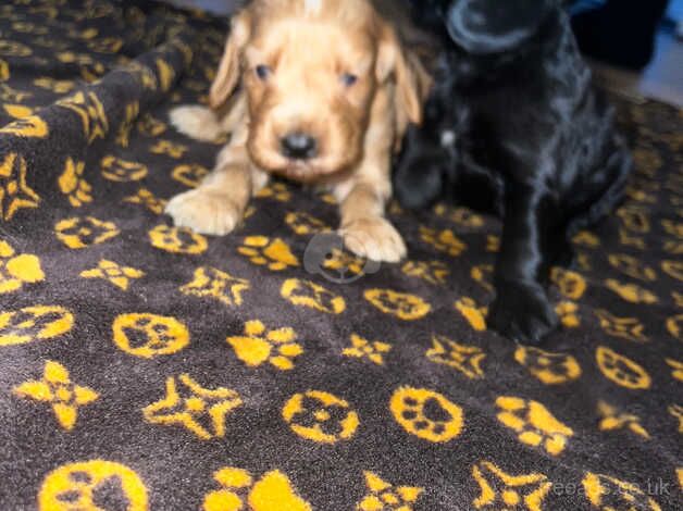 cocker spaniel puppies for sale in Birmingham, Worcestershire - Image 3