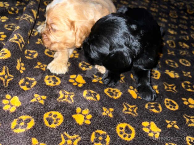 cocker spaniel puppies for sale in Birmingham, Worcestershire - Image 4