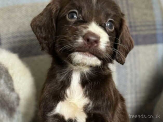 Cocker spaniel puppies for sale in Bishop Auckland, County Durham