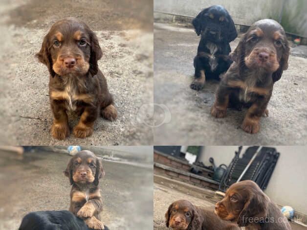 Cocker spaniel puppies for sale in Bishop Auckland, County Durham