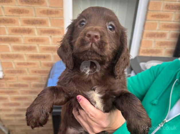 Cocker spaniel puppies for sale in Bishop Auckland, County Durham