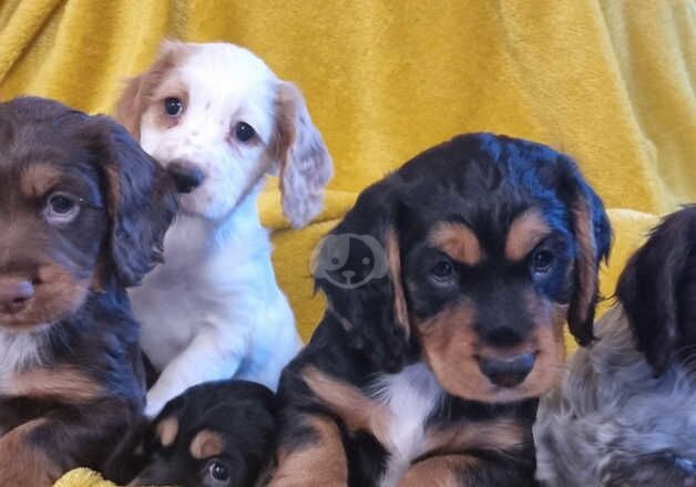 Cocker spaniel puppies for sale in Blackburn, Lancashire