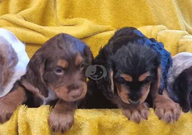 Cocker spaniel puppies for sale in Blackburn, Lancashire - Image 2