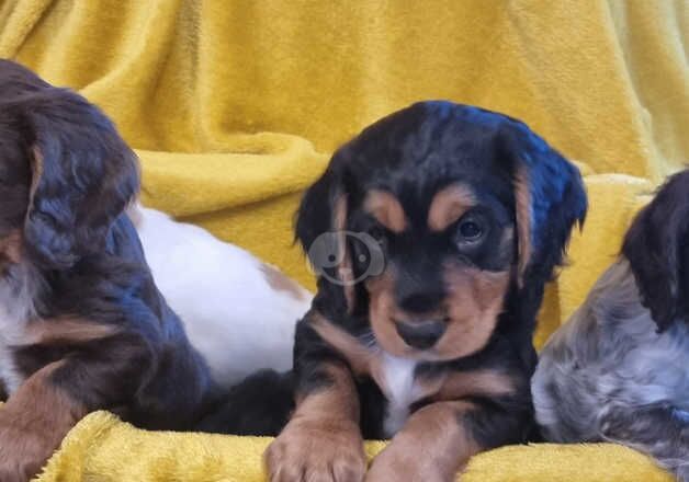 Cocker Spaniel Puppies for sale in Lancashire