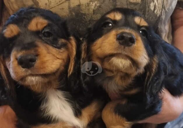 Cocker Spaniel Puppies for sale