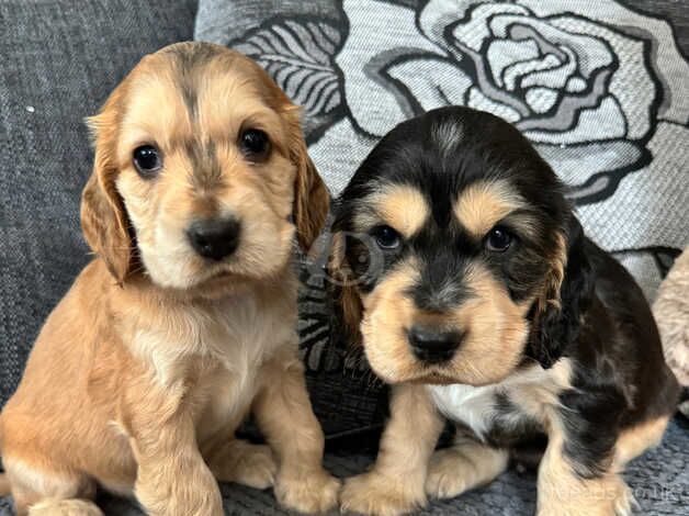 Cocker Spaniel Puppies for sale in Bradford, West Yorkshire