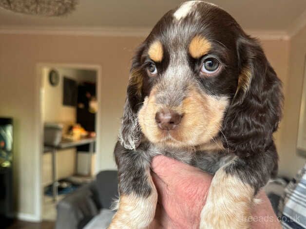 Cocker Spaniel Puppies for sale in Bradford, West Yorkshire