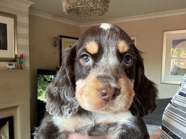 Cocker Spaniel Puppies for sale in Bradford, West Yorkshire - Image 2