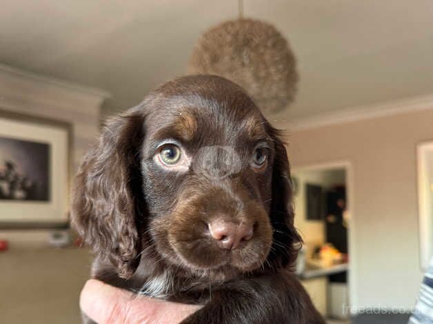 Cocker Spaniel Puppies for sale in Bradford, West Yorkshire - Image 3