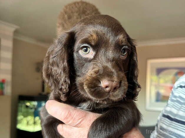 Cocker Spaniel Puppies for sale in Bradford, West Yorkshire - Image 4