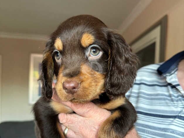 Cocker Spaniel Puppies for sale in Bradford, West Yorkshire - Image 5