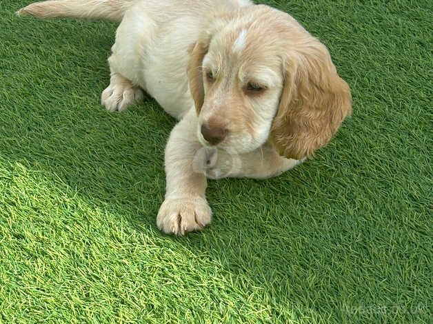 Cocker spaniel puppies for sale in Bridgwater, Somerset