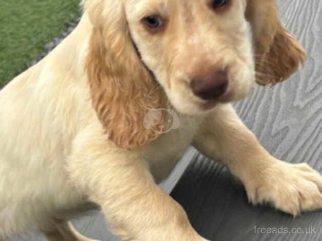 Cocker spaniel puppies for sale in Bridgwater, Somerset