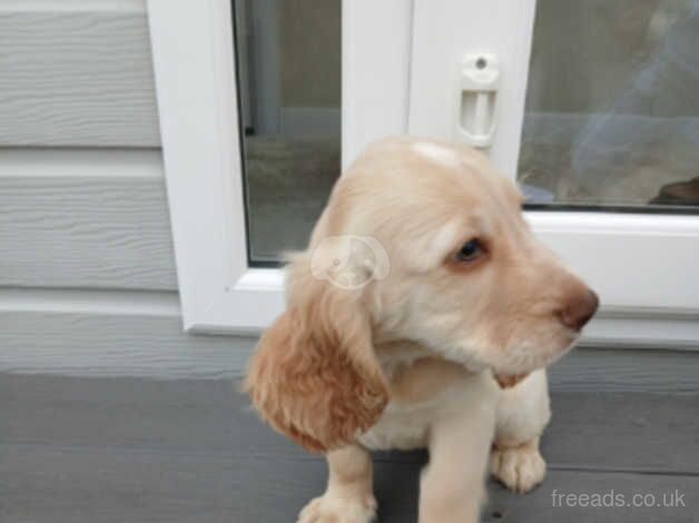 Cocker spaniel puppies for sale in Bridgwater, Somerset - Image 2