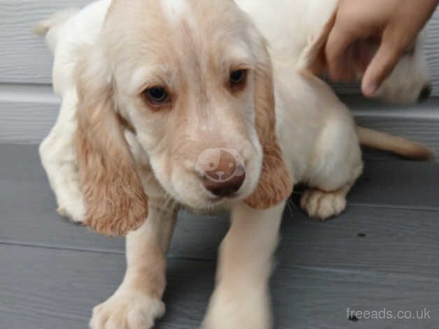 Cocker spaniel puppies for sale in Bridgwater, Somerset - Image 3