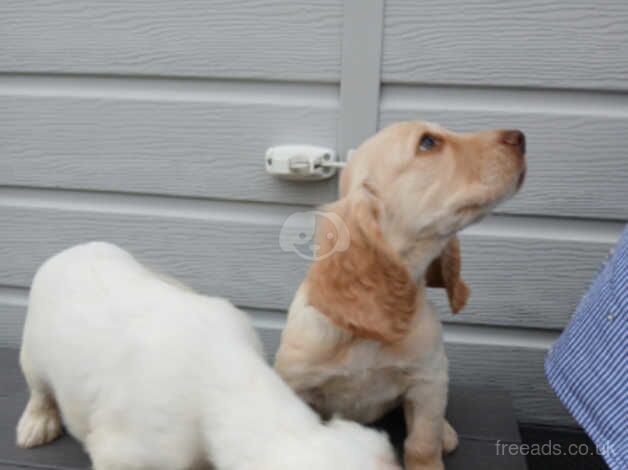 Cocker spaniel puppies for sale in Bridgwater, Somerset - Image 4