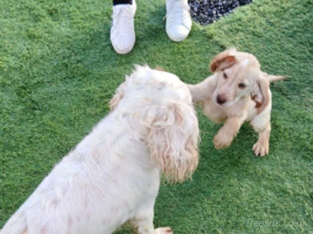 Cocker spaniel puppies for sale in Bridgwater, Somerset - Image 5