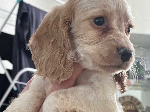 Cocker spaniel puppies for sale in Bridport, Dorset